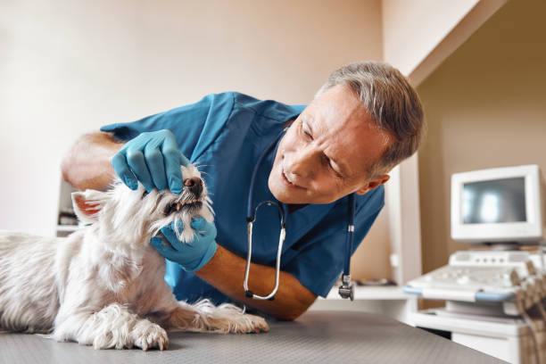 Best Emergency Dentist for Knocked-Out Tooth in Castle Point, MO